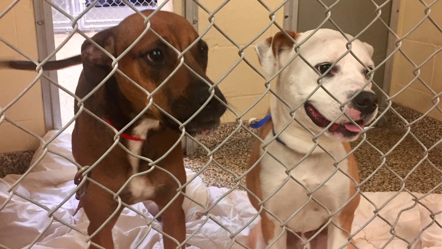 dogs at Humane Society Tampa Bay shelter full