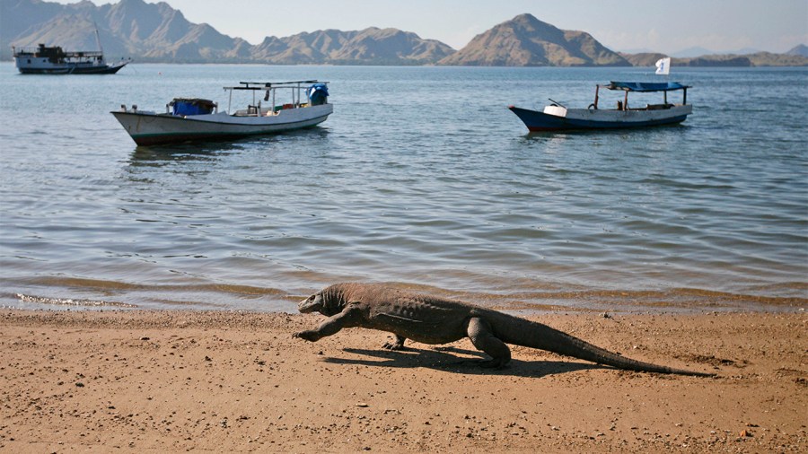 komodo dragon on komodo island