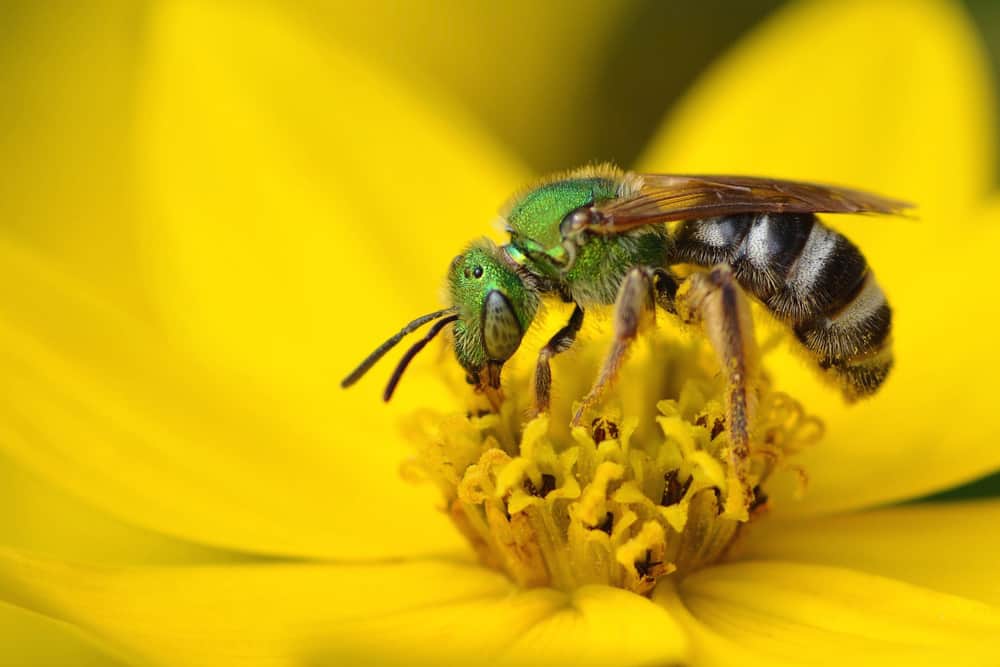 sweat bee-846653543