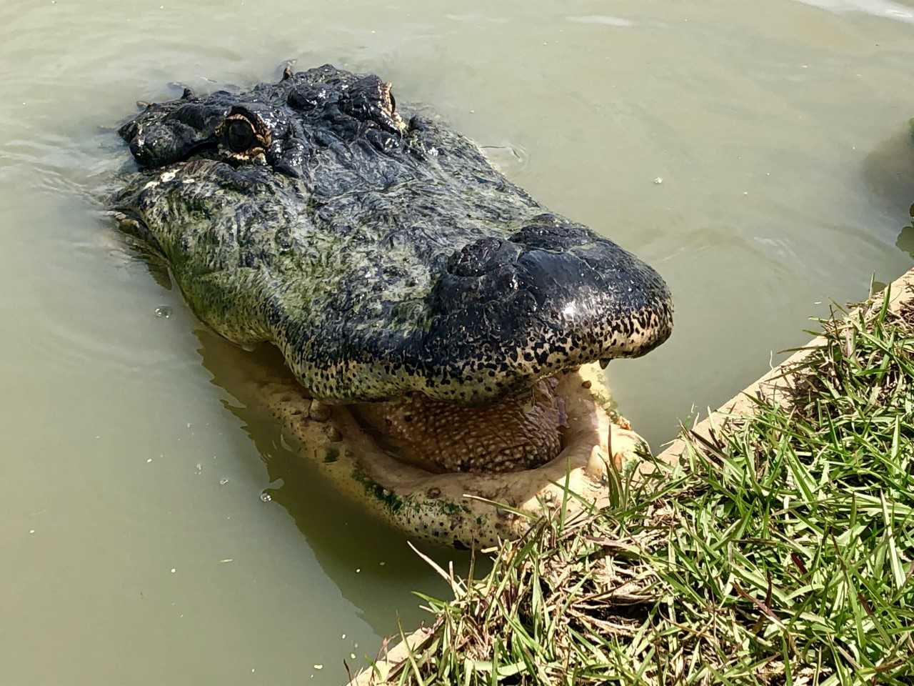 gator smile_1557338235688.jpg-842137442.jpg