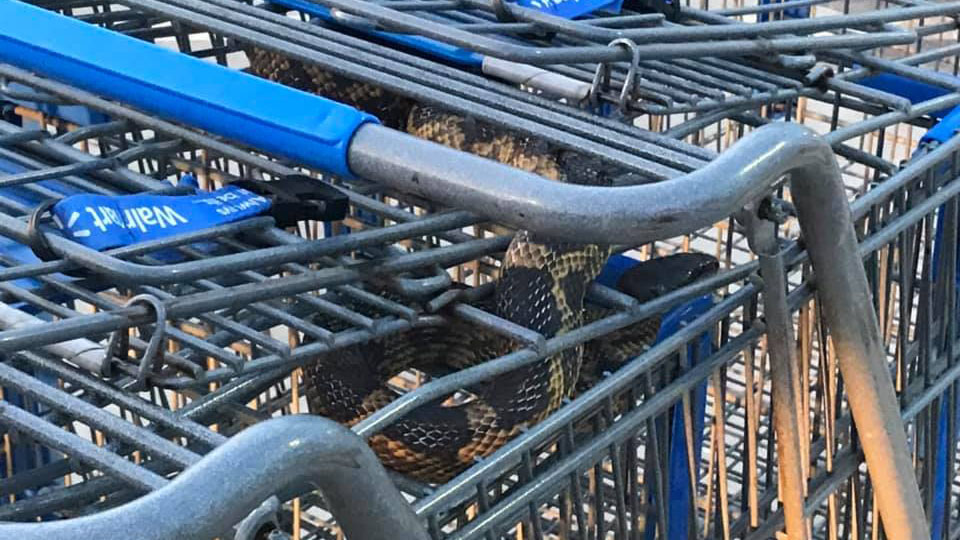 walmart snake_1558960131527.jpg-846655081.jpg