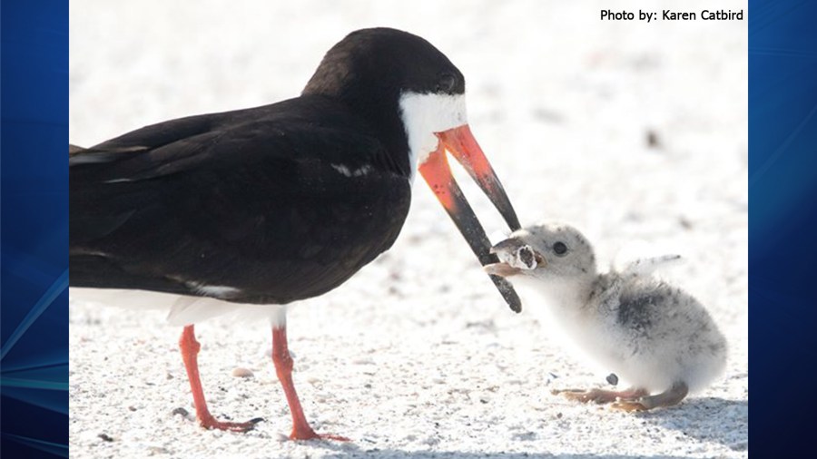 Bird with cigarette 1_1561494760392.jpg.jpg