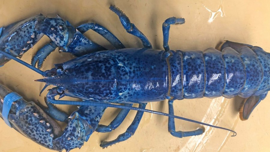 Blue lobster_1560559185430.jpg.jpg