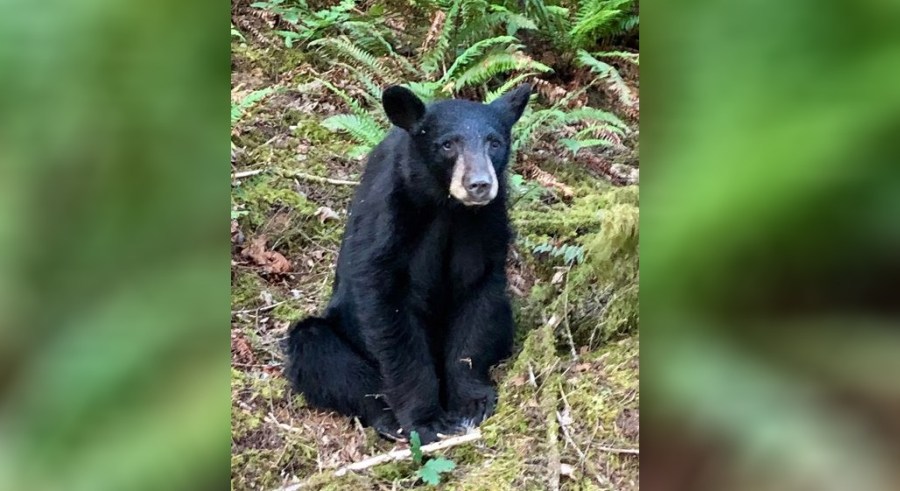 black bear killed_1560852280271.JPG.jpg