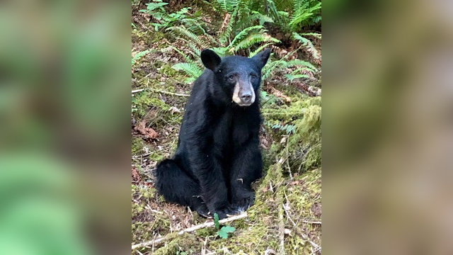 habituated black bear b 06132019_1560494235771.jpg-842137445.jpg