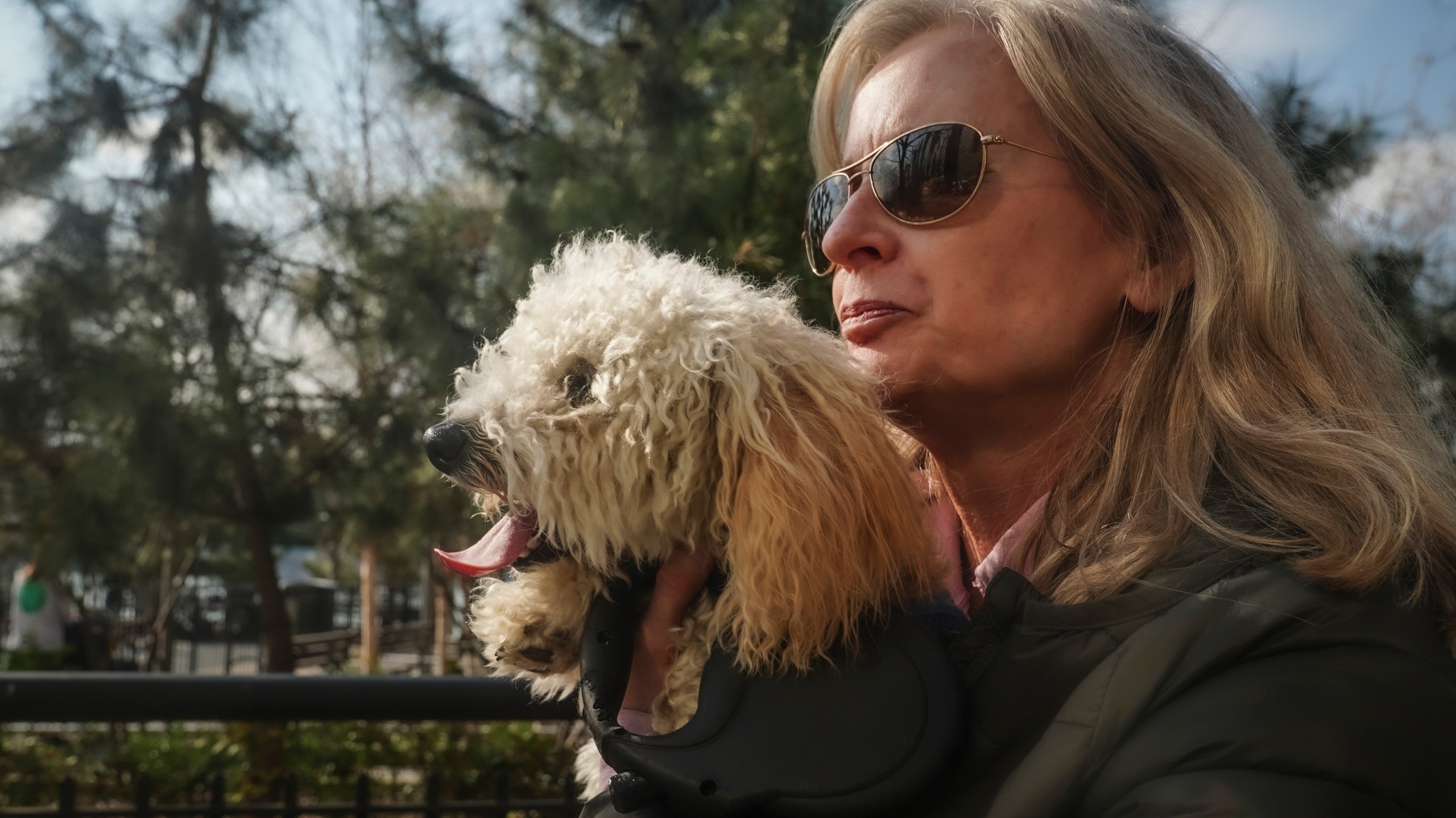 Colleen Briggs holds her 8-month-old poodle named Bondi, during a walk a park near their home, Thursday April 6, 2023, in New York. When Bondi recently became sick, a quick diagnosis found he was likely poisoned after nibbling unfinished marijuana joints. Veterinarians are growing alarmed by an apparent rise in marijuana poisonings among dogs that ingest discarded joints and edibles on city sidewalks. (AP Photo/Bebeto Matthews)