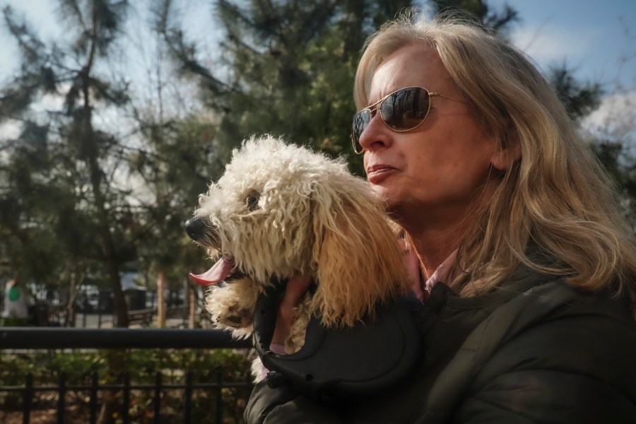 Colleen Briggs holds her 8-month-old poodle named Bondi, during a walk a park near their home, Thursday April 6, 2023, in New York. When Bondi recently became sick, a quick diagnosis found he was likely poisoned after nibbling unfinished marijuana joints. Veterinarians are growing alarmed by an apparent rise in marijuana poisonings among dogs that ingest discarded joints and edibles on city sidewalks. (AP Photo/Bebeto Matthews)