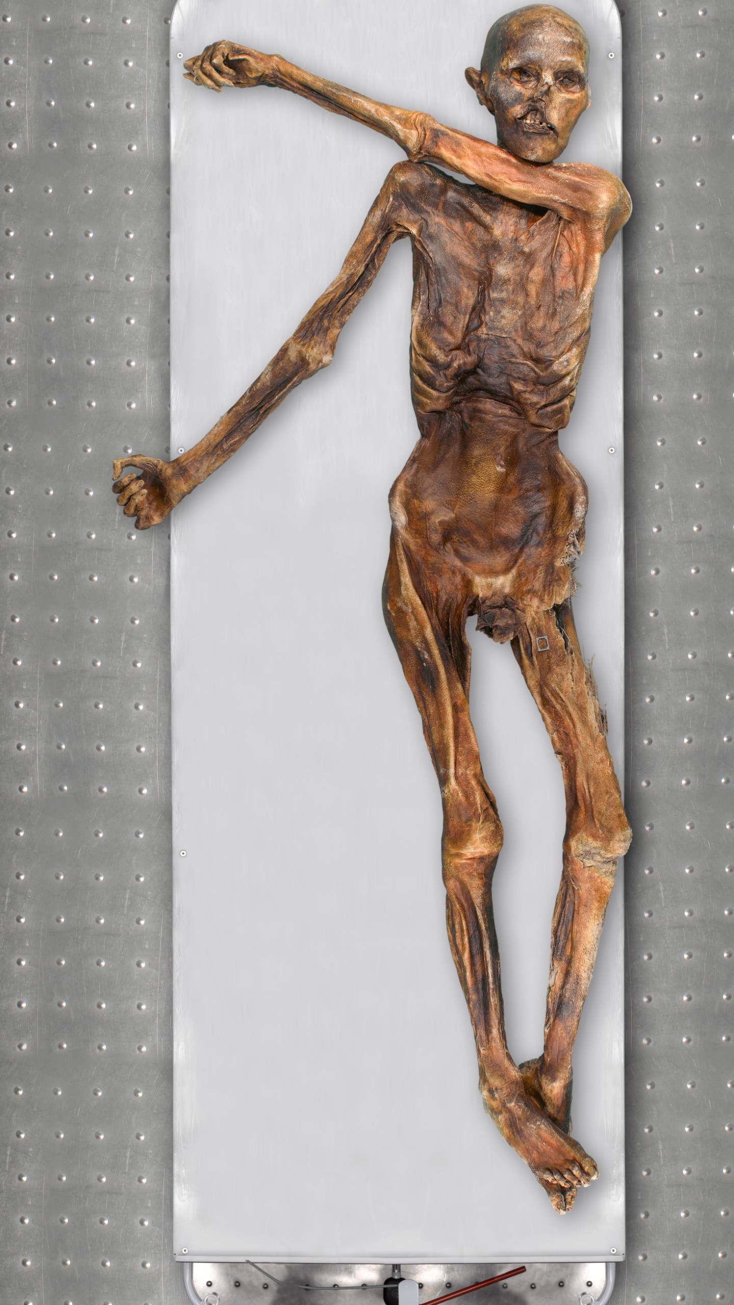 This photo provided by The South Tyrol Museum of Archaeology shows "Oetzi the Iceman," one of the oldest human glacier mummies. Decades after he was discovered in the Italian Alps, scientists determined that Oetzi was mostly descended from farmers from present day Turkey, and his head was balder and skin darker than what was initially thought, according to a study published Wednesday, Aug. 16, 2023, in the journal Cell Genomics. (Marco Samadelli, Gregor Staschitz/South Tyrol Museum of Archaeology/EURAC via AP)