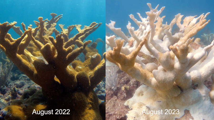 Comparison of healthy coral in 2022 with a bleached coral in 2023. Credit. Liv Williamson