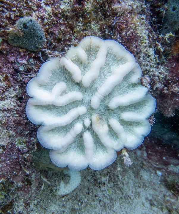 Coral bleaching during Florida's summer marine heatwave. Credit: Liv Williamson