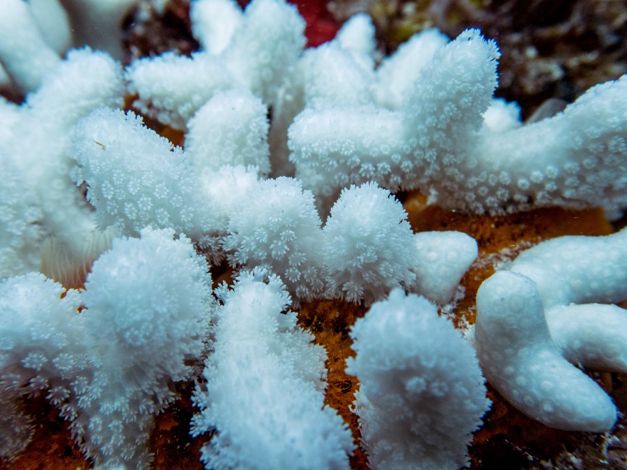 Coral bleached in Florida's summer marine heatwave. Credit: Liv Williamson