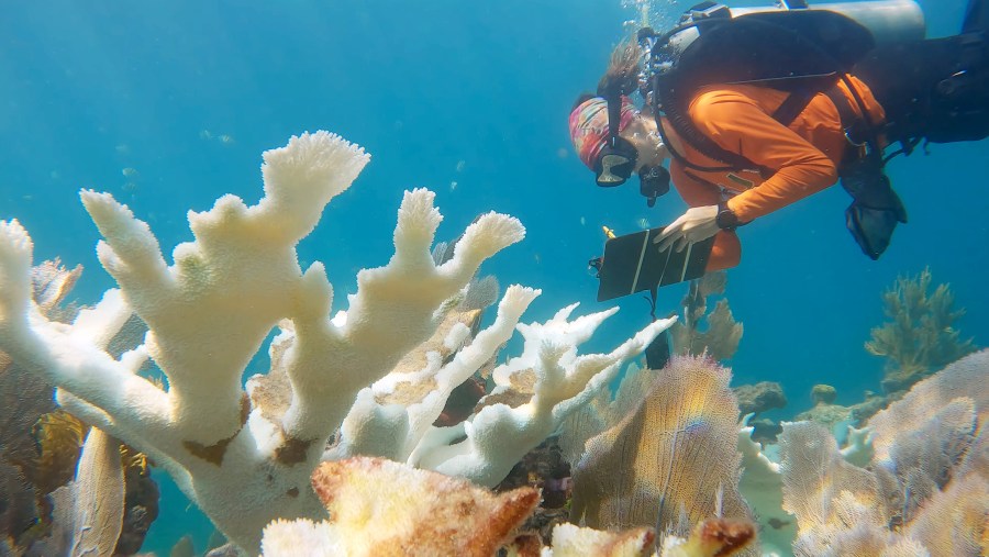 Bleached coral in the foreground with Dr. Williamson working in the background